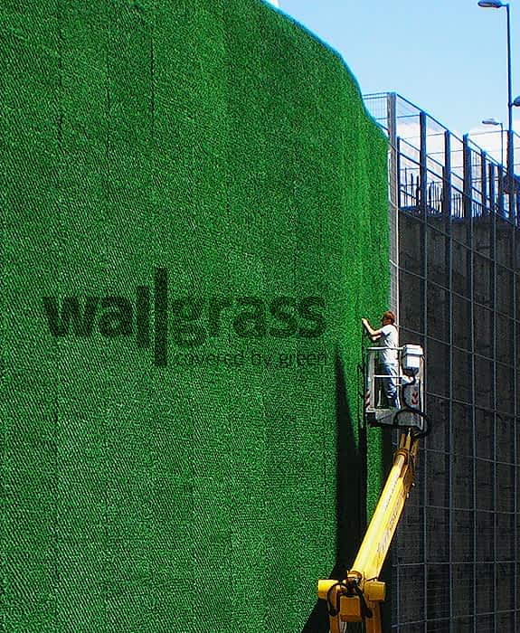 Wallgrass